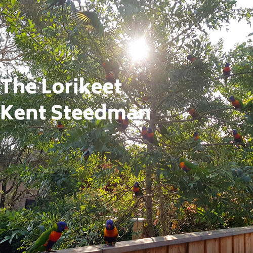 the lorikeet