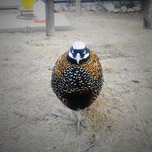 【无限大-(动漫《灵契》片头曲)歌词】_鱼椒盐