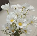 舍得 - 萤火虫