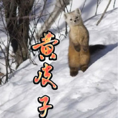 黄皮子 | 诡异 | 鬼故事
