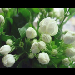 茉莉花有声书