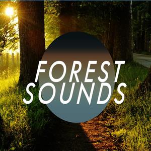 Forest Sounds - Bird Life
