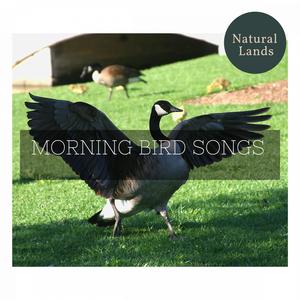 Nicholas Nature Studio《Late Morning Breeze》[MP3_LRC]