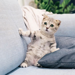 Official Pet Care Collection&Music for Cats Project&Jazz Music Therapy for Cats - Calm Spa Music