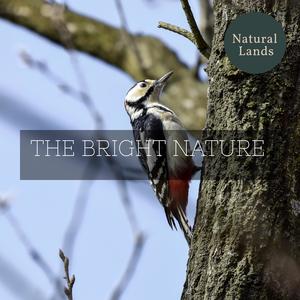 Evan Leaf Melodies《Woodpecker Taps as Background Sounds》[MP3_LRC]