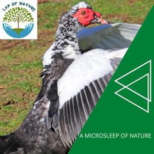 Nature Pride Calming Music - Mid Day Lake and Rabbits