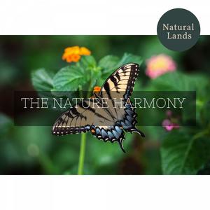 Eric Library of Nature Sounds《Common Black Lizard》[MP3_LRC]