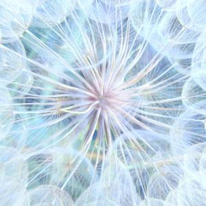 Lotus Bloom Garden - Towards The Light