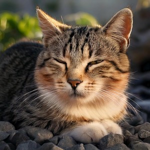 Binaural Collective&Jazz Music Therapy for Cat&Music for Cats Vibes - Calm Beats Help Cats