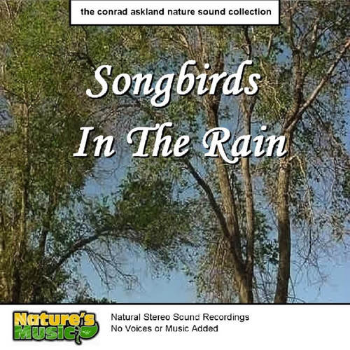 Songbirds in the Rain