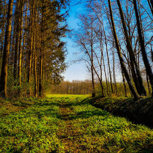 Forestwalk