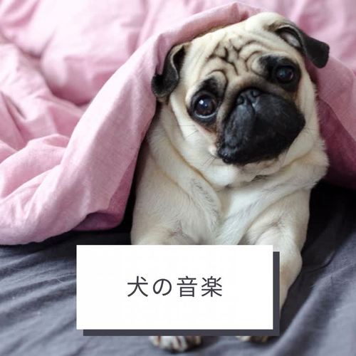 犬の音楽