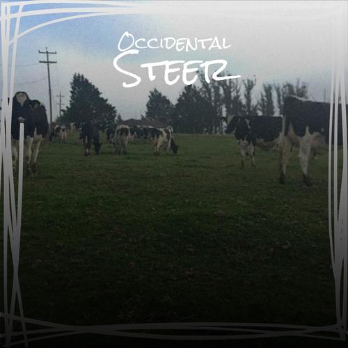 Occidental Steer