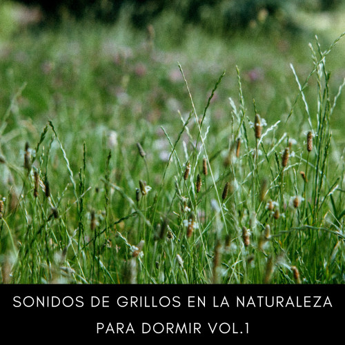 Sonidos De Grillos En La Naturaleza Para Dormir