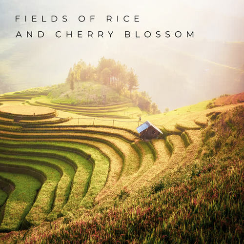 Fields of Rice and Cherry Blossom