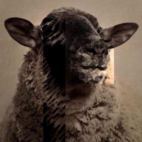 Sheep (Explicit)