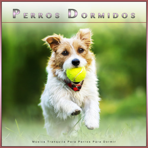 Perros Dormidos: Música Tranquila Para Perros Para Dormir