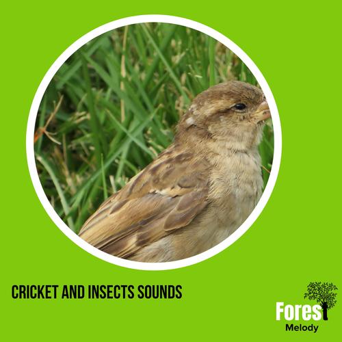 Cricket and Insects Sounds