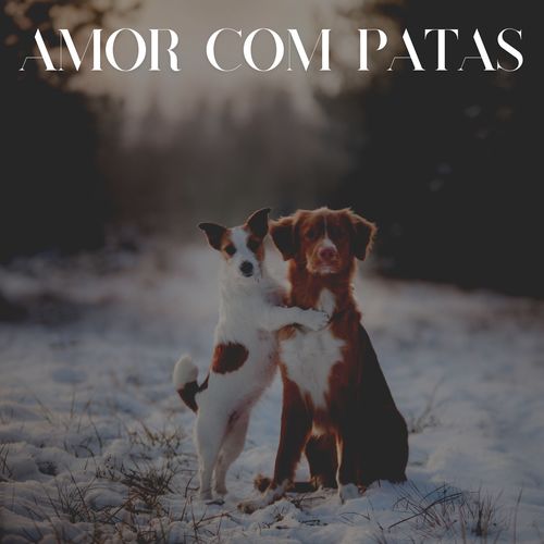 Amor Com Patas