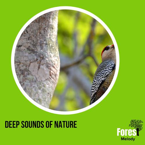 Deep Sounds of Nature