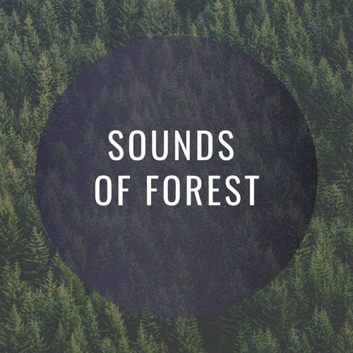 Sounds of Forest