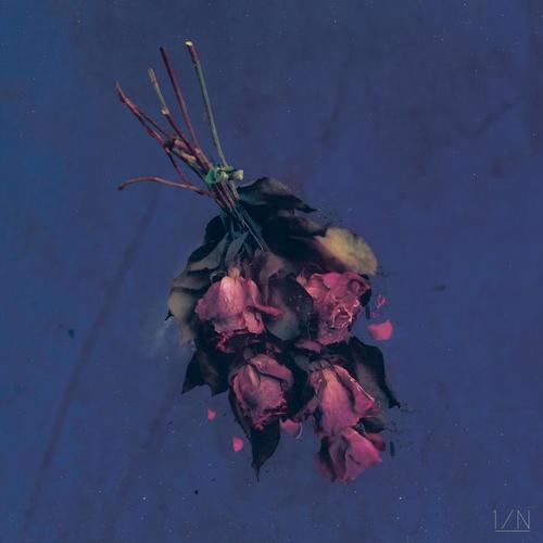 A Bloom At Midnight