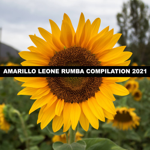 AMARILLO LEONE RUMBA COMPILATION 2021