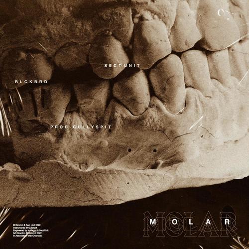 MOLAR (Explicit)