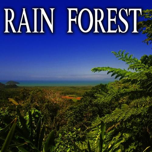 Rain Forest