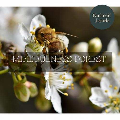 Mindfulness Forest