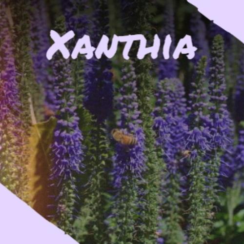 Xanthia