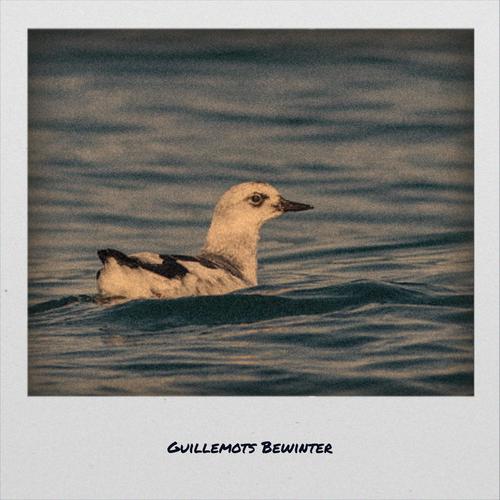 Guillemots Bewinter