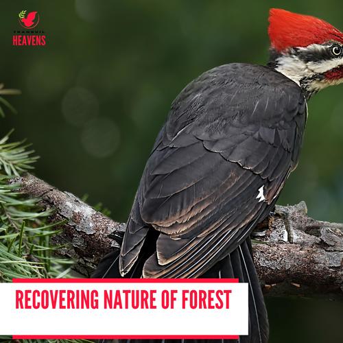Recovering Nature of Forest