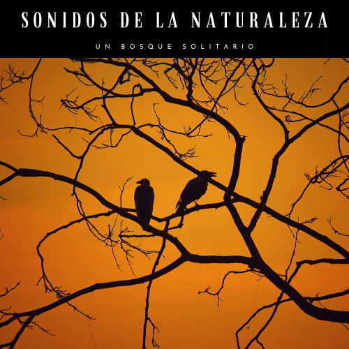 Sonidos De La Naturaleza: Un Bosque Solitario