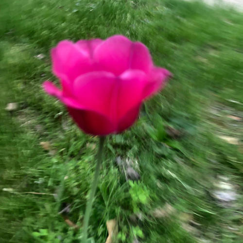 Pink Flower (Explicit)