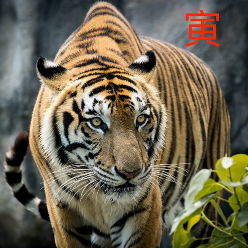 Year of the Tiger