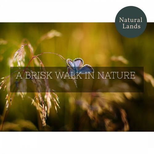 A Brisk Walk in Nature