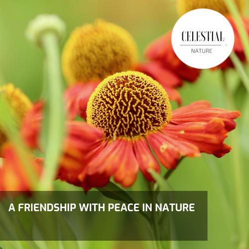 A Friendship With Peace in Nature