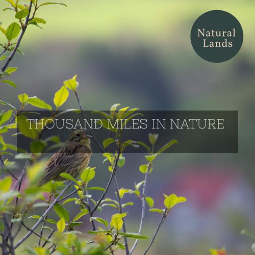 Thousand Miles in Nature