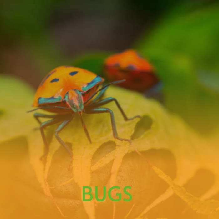Bugs