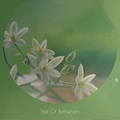 Star Of Bethlehem