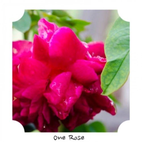 One Rose