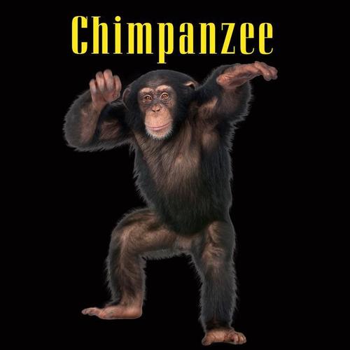 Chimpanzee