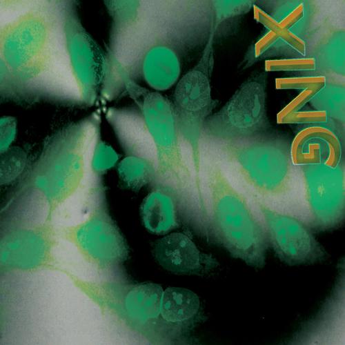 Xing