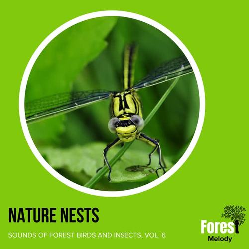 Nature Nests - Sounds of Forest Birds and Insects, Vol. 6