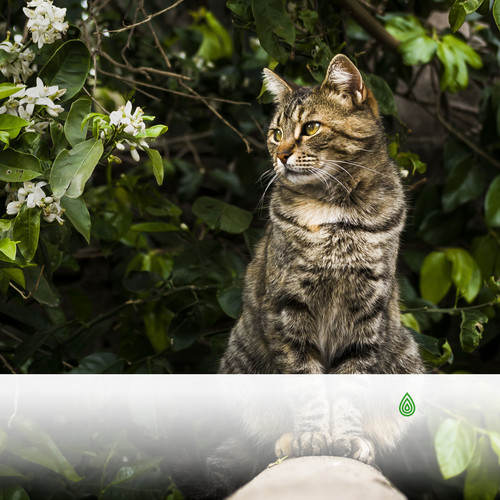 Meilleure musique relaxante pour les chats anxieux! Sons de la forêt