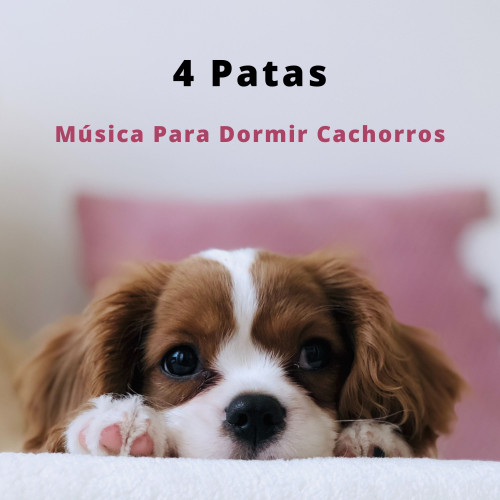 4 Patas: Música Para Dormir Cachorros