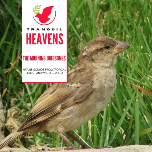 The Morning Birdsongs - Nature Sounds from Tropical Forest and Wildlife, Vol. 8