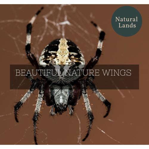 Beautiful Nature Wings