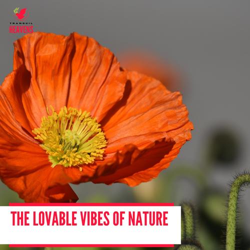 The Lovable Vibes of Nature